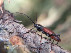 Callidiellum rufipenne