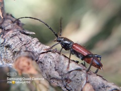 Callidiellum rufipenne