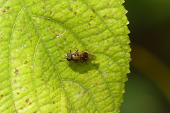 Adoxomyia
