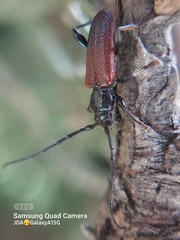 Callidiellum rufipenne