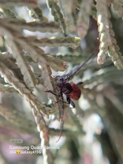 Callidiellum rufipenne