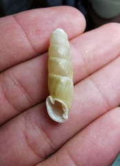 Excussispira lunatica