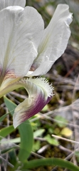 Iris pumila attica