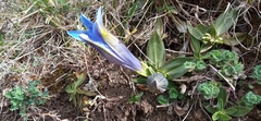 Gentiana acaulis