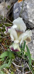 Iris pumila attica