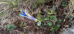 Gentiana acaulis