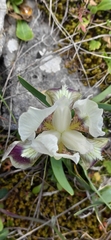 Iris pumila attica