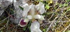 Iris pumila attica