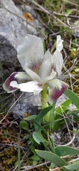 Iris pumila attica