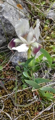 Iris pumila attica