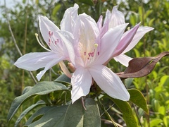 Rhododendron moulmainense