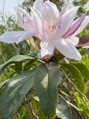 Rhododendron moulmainense