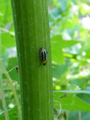 Acalymma trivittatum