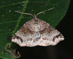 Lithilaria ossicolor