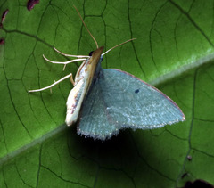 Poecilasthena glaucosa