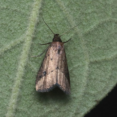 Luceria oculalis
