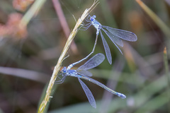 Lestes macrostigma