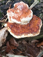 Fomitopsis pinicola