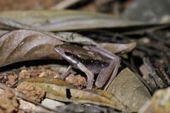 Clinotarsus penelope