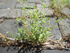 Arenaria serpyllifolia