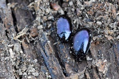 Platydema violacea