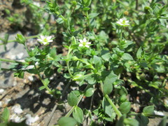 Arenaria serpyllifolia
