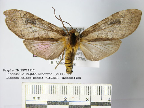 Romualdia opharina