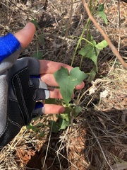 Cucumis variabilis