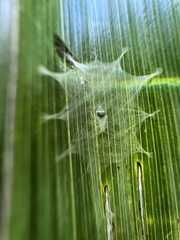 Stenopsocidae