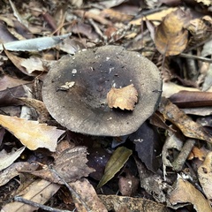 Russula inquinata