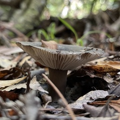 Russula inquinata