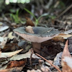 Russula inquinata
