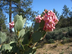 Arctostaphylos pringlei