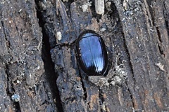 Platydema violacea