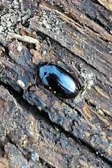Platydema violacea