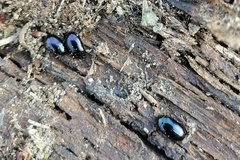 Platydema violacea