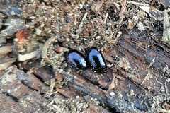 Platydema violacea