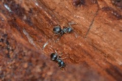 Lasius