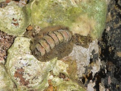 Acanthochitona rubrolineata