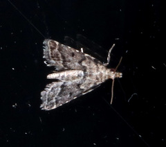 Lathrotelinae