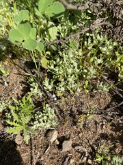 Psilocarphus tenellus