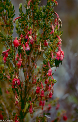 Brachyotum jamesonii