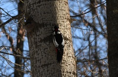 Dendrocopos major