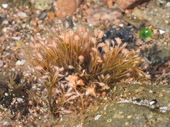 Sarsia