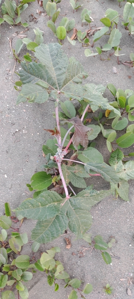 castor bean