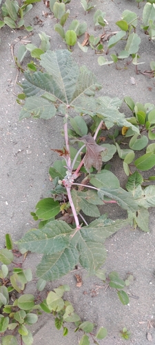 castor bean (Ricinus communis)