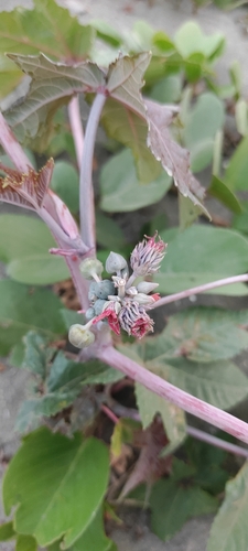 Ricinus communis