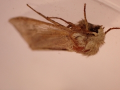 Orthosia cruda