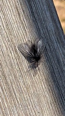 Ptilocephala plumifera