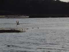 Ardea alba